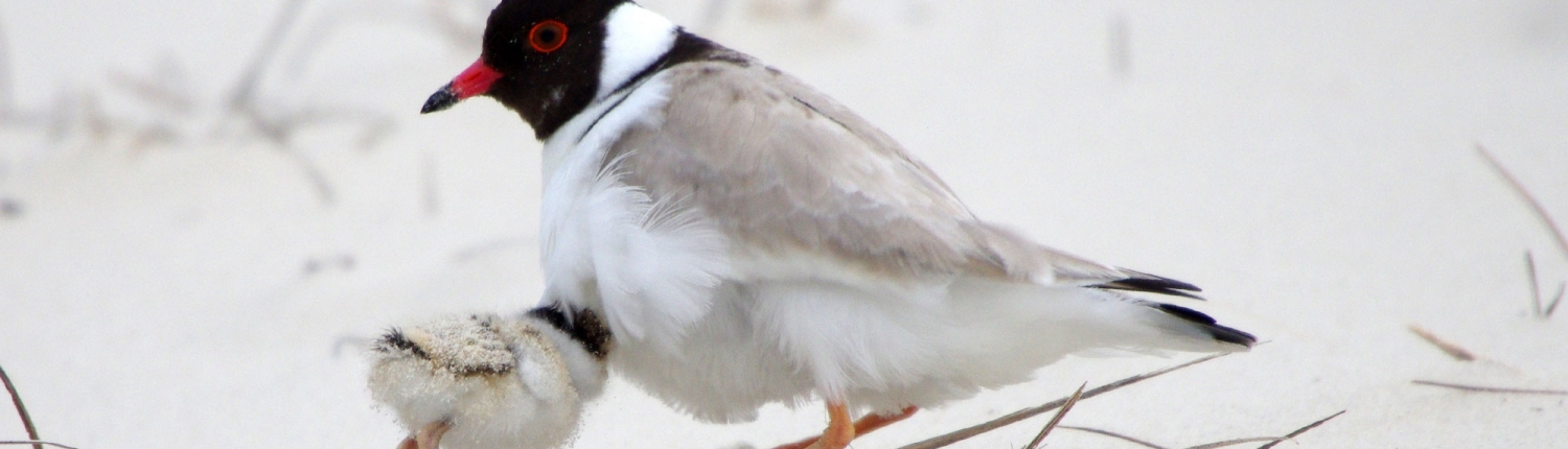 birdchick