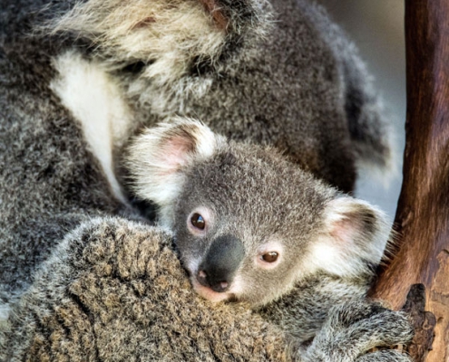 koala