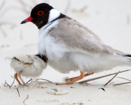 bird