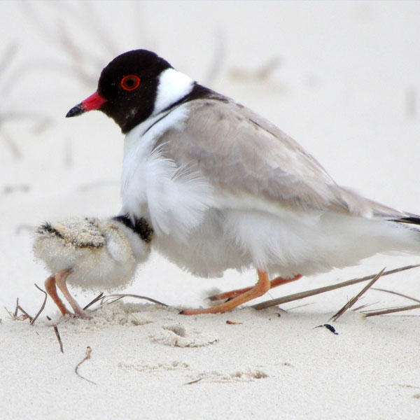 bird