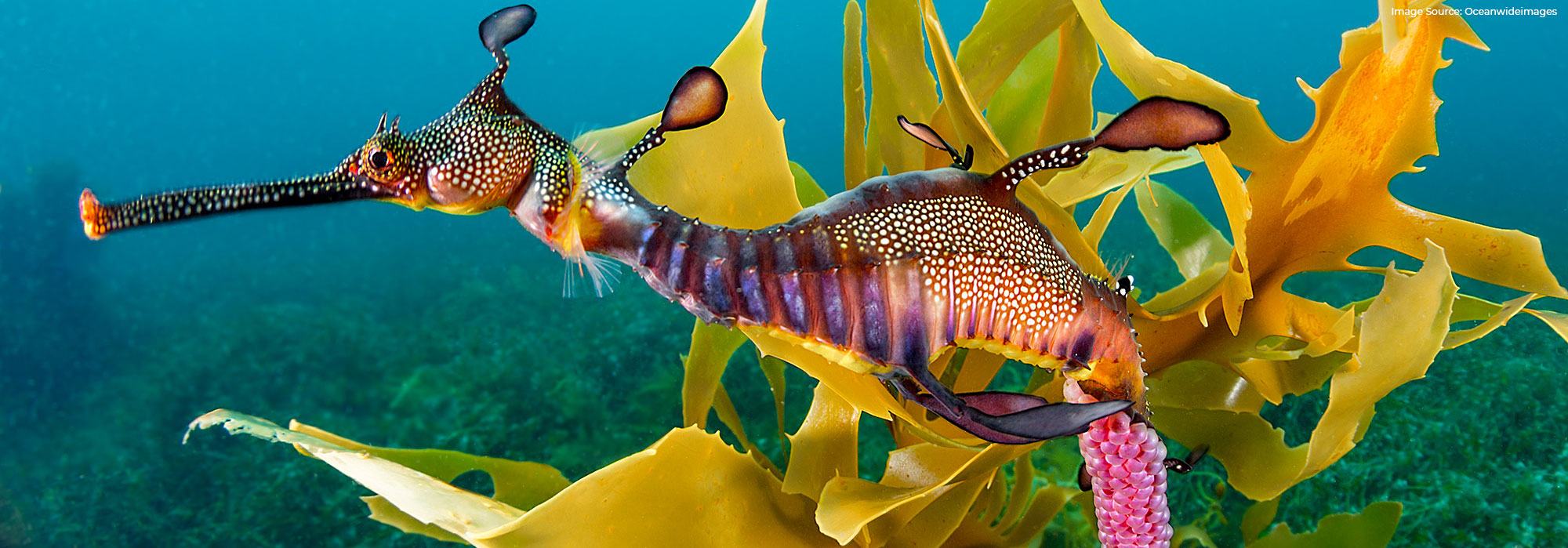 Sea Dragon